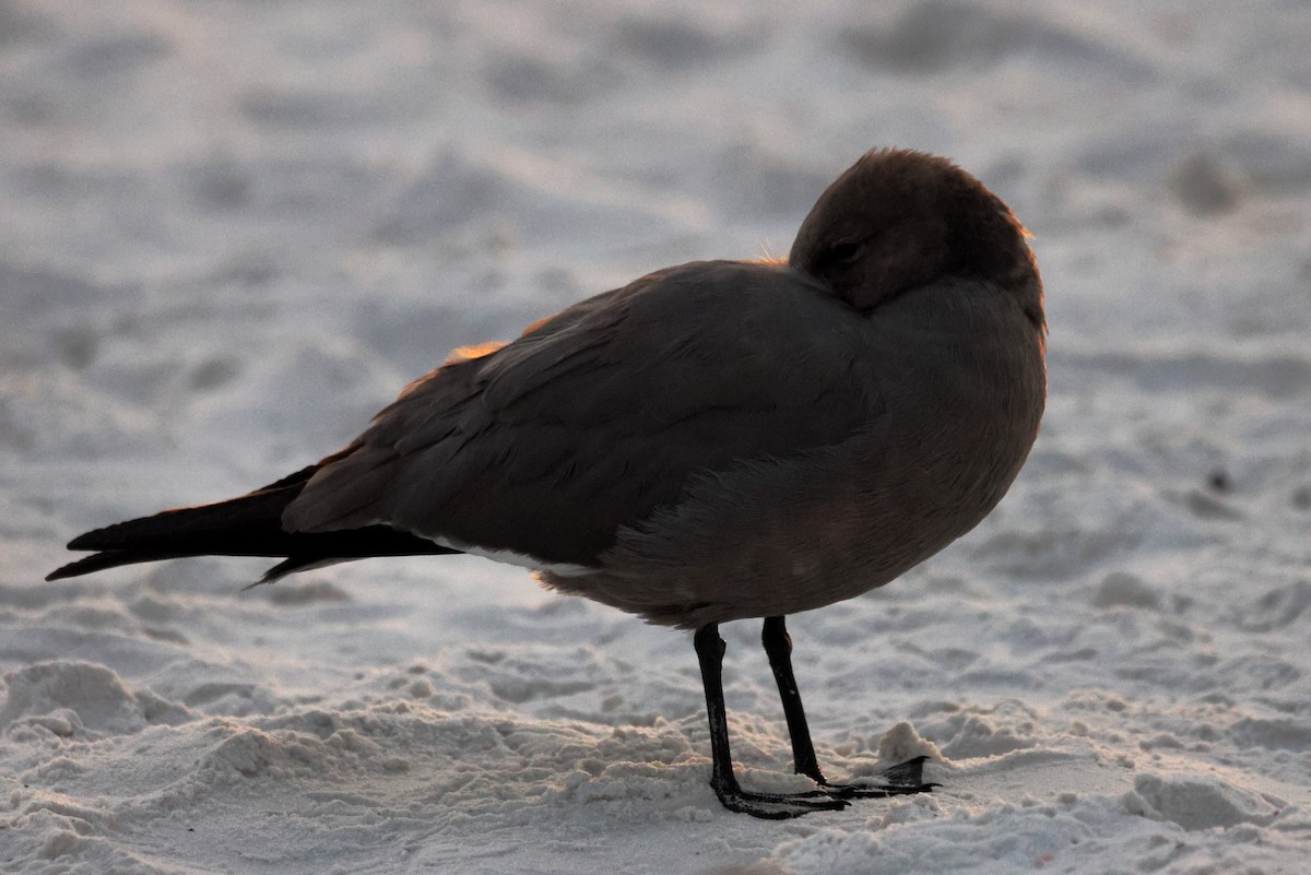 Gray Gull - ML647436648