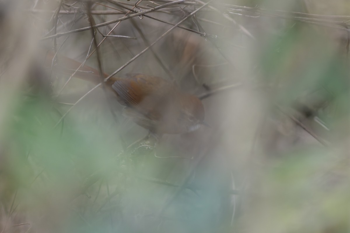 Azara's Spinetail - ML647436664