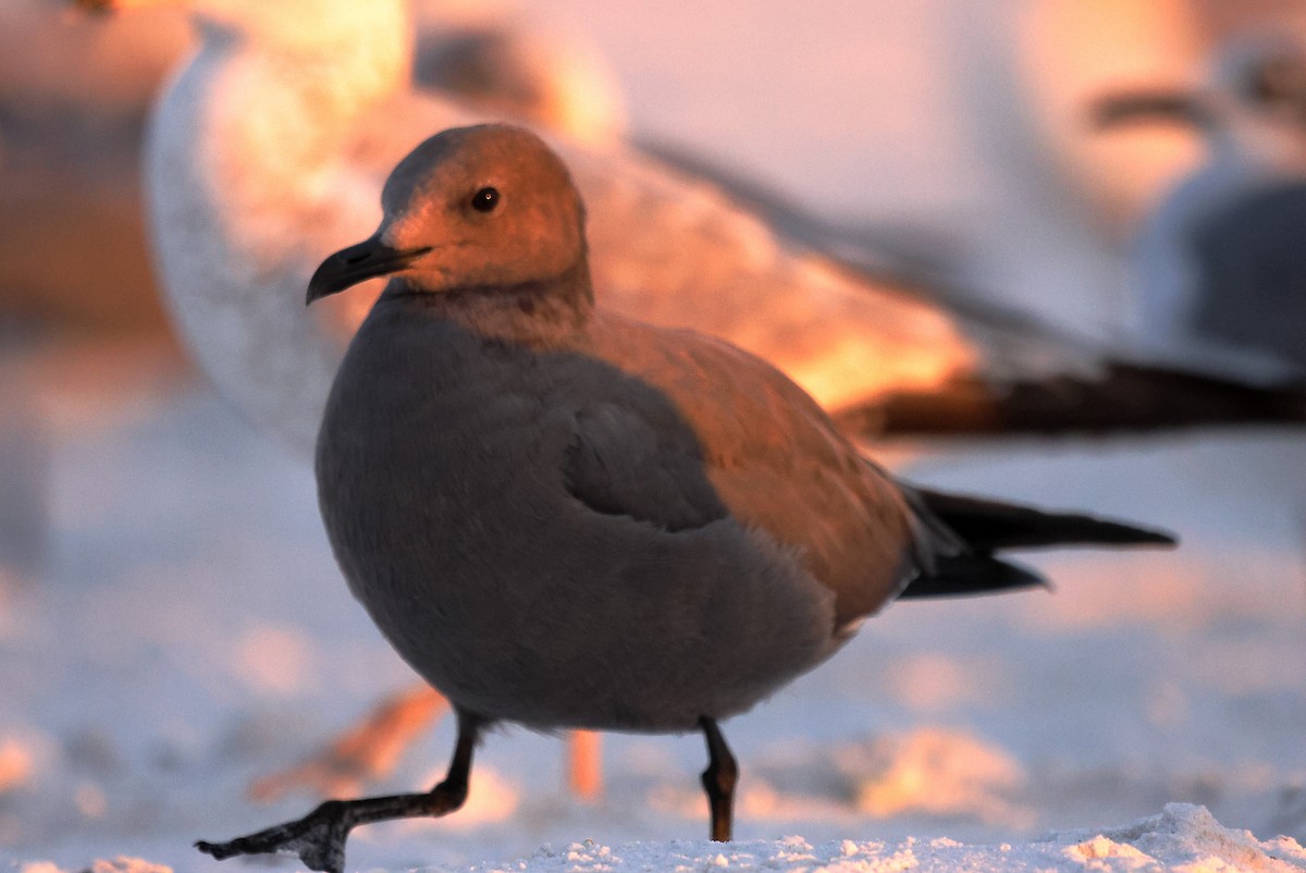 Gray Gull - ML647436672