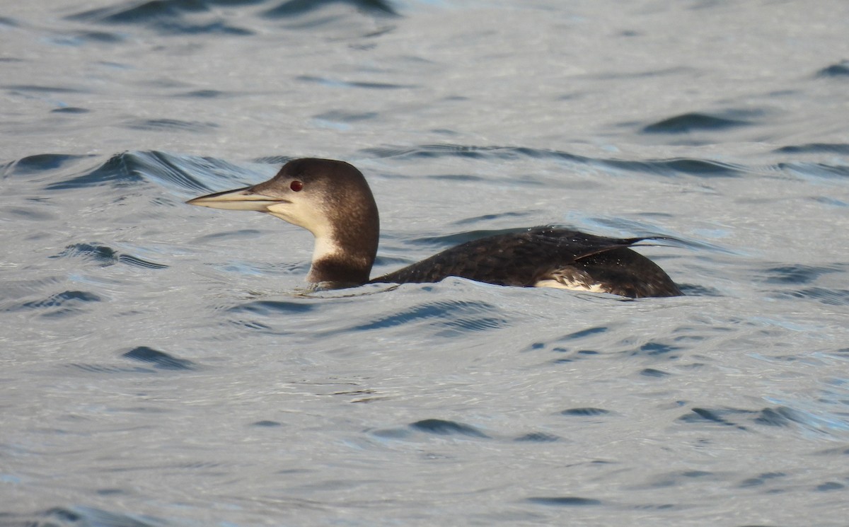 Common Loon - ML647436677