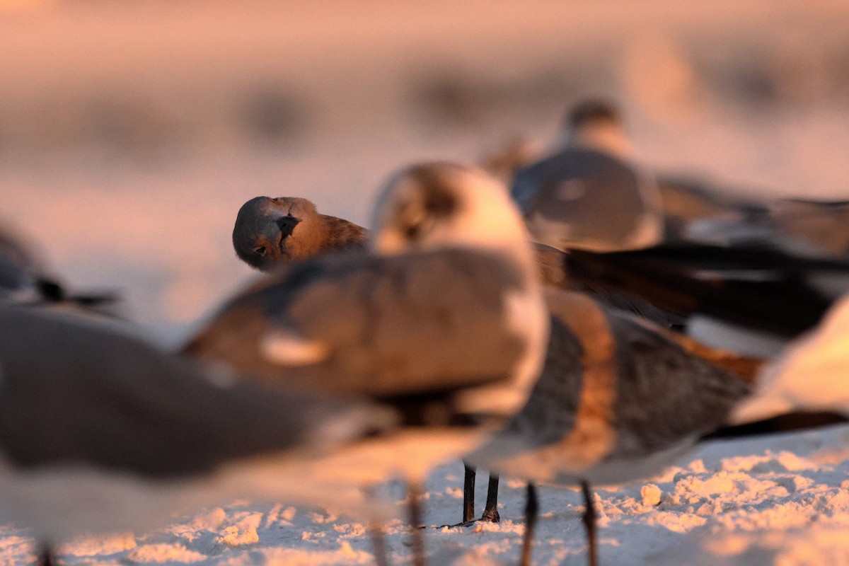 Gray Gull - ML647436690