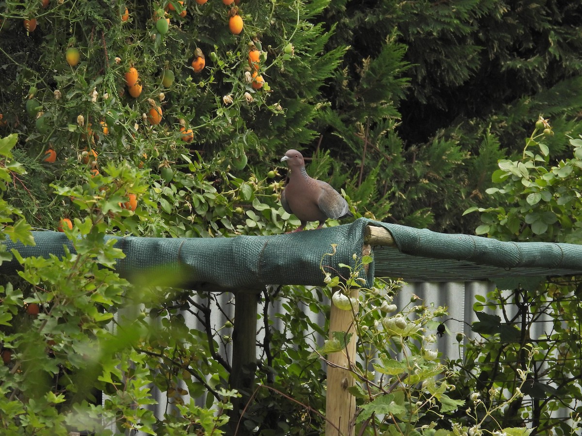Picazuro Pigeon - ML647436700
