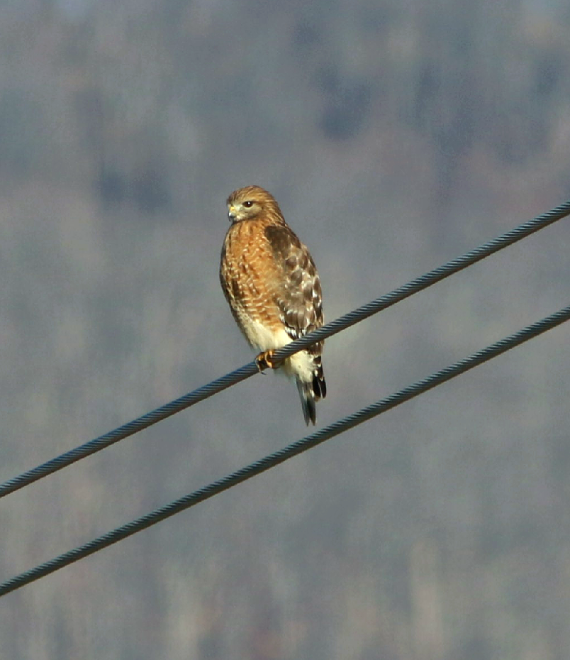 Red-shouldered Hawk - ML647436709