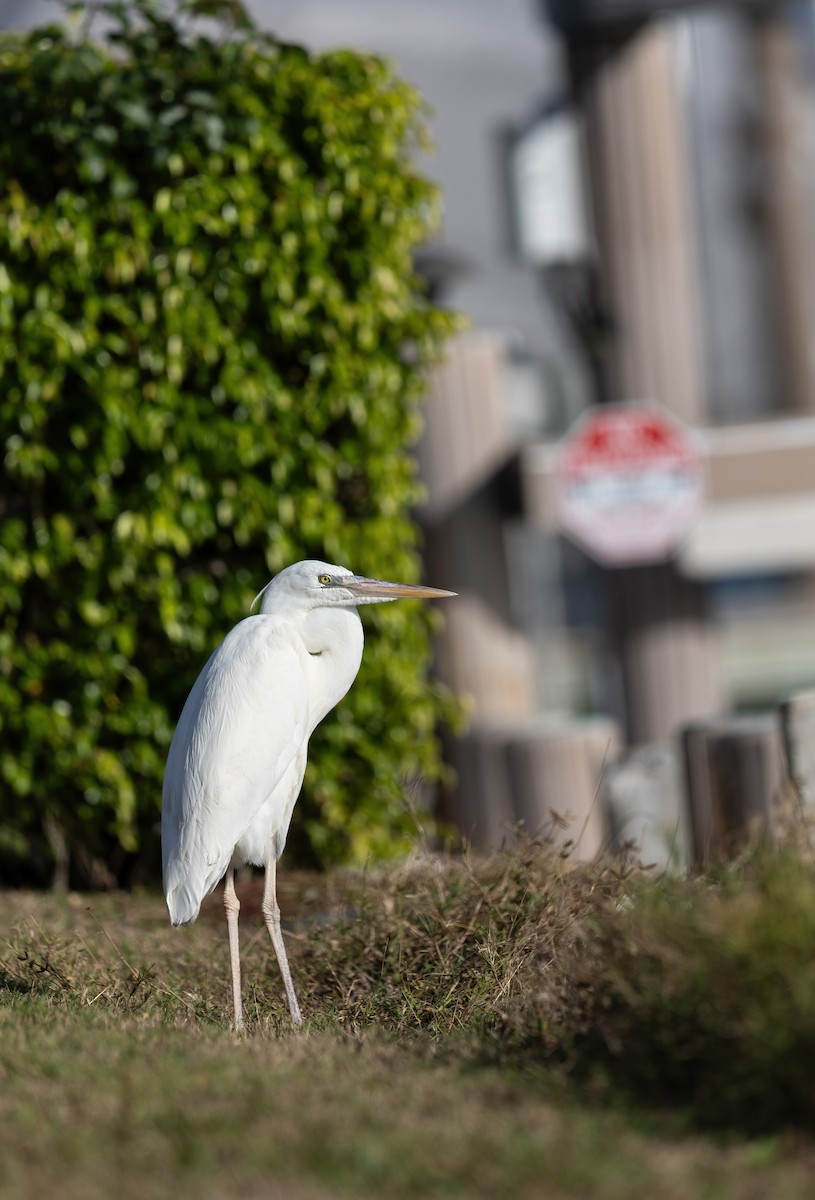 Kanadareiher (occidentalis) - ML647436751