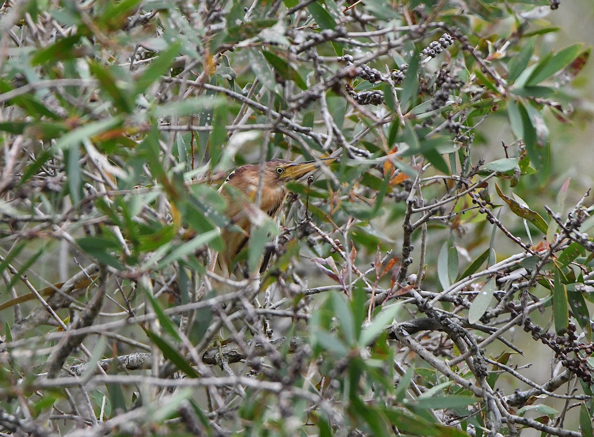 Австралийский волчок - ML647436764