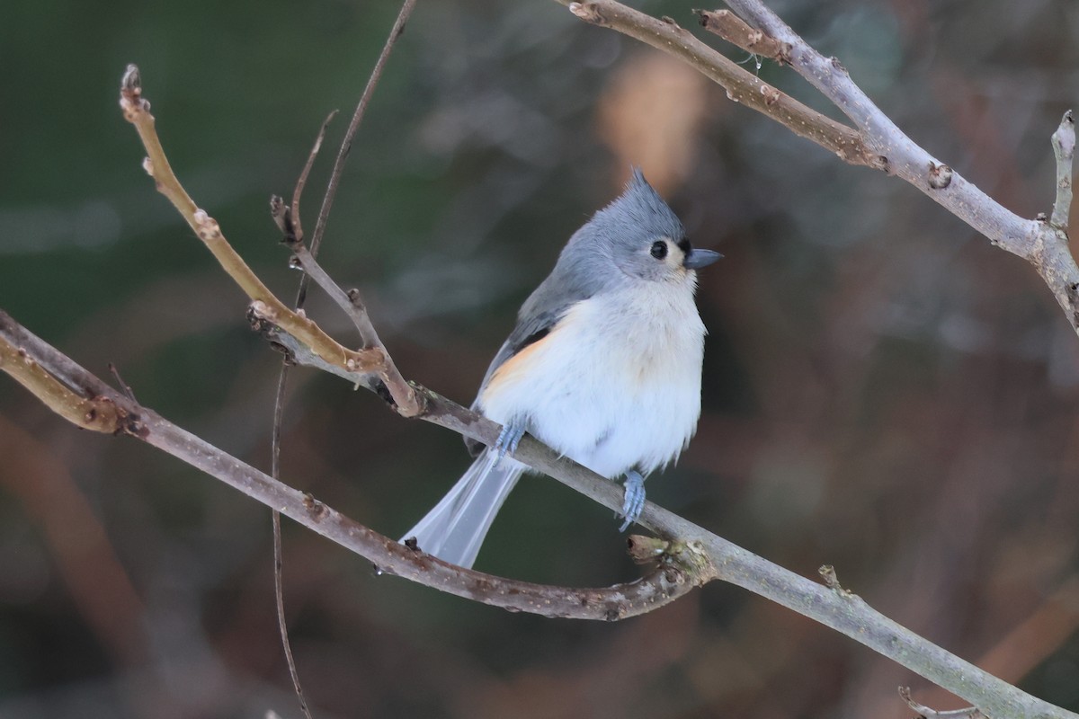 Tufted Titmouse - ML647436768