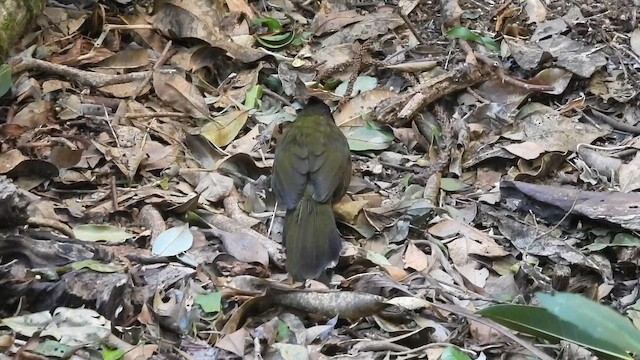 Eastern Whipbird - ML647436769