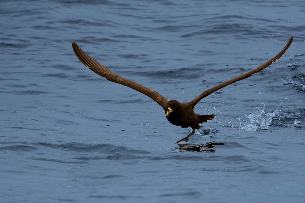 Beyaz Gıdılı Yelkovan - ML647436787