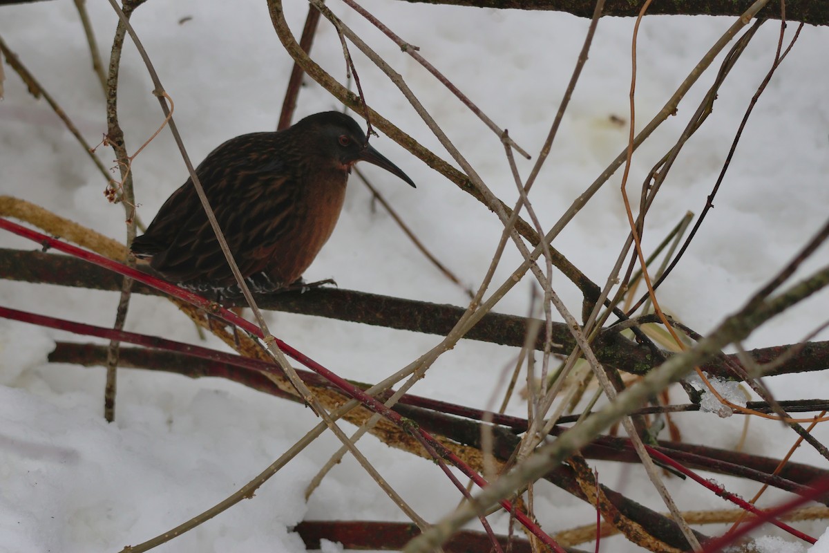 Virginia Rail - ML647436788