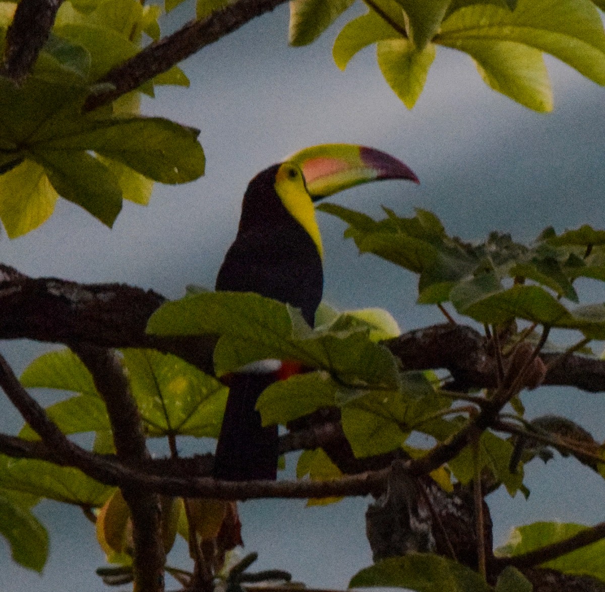 tukan středoamerický - ML647436808