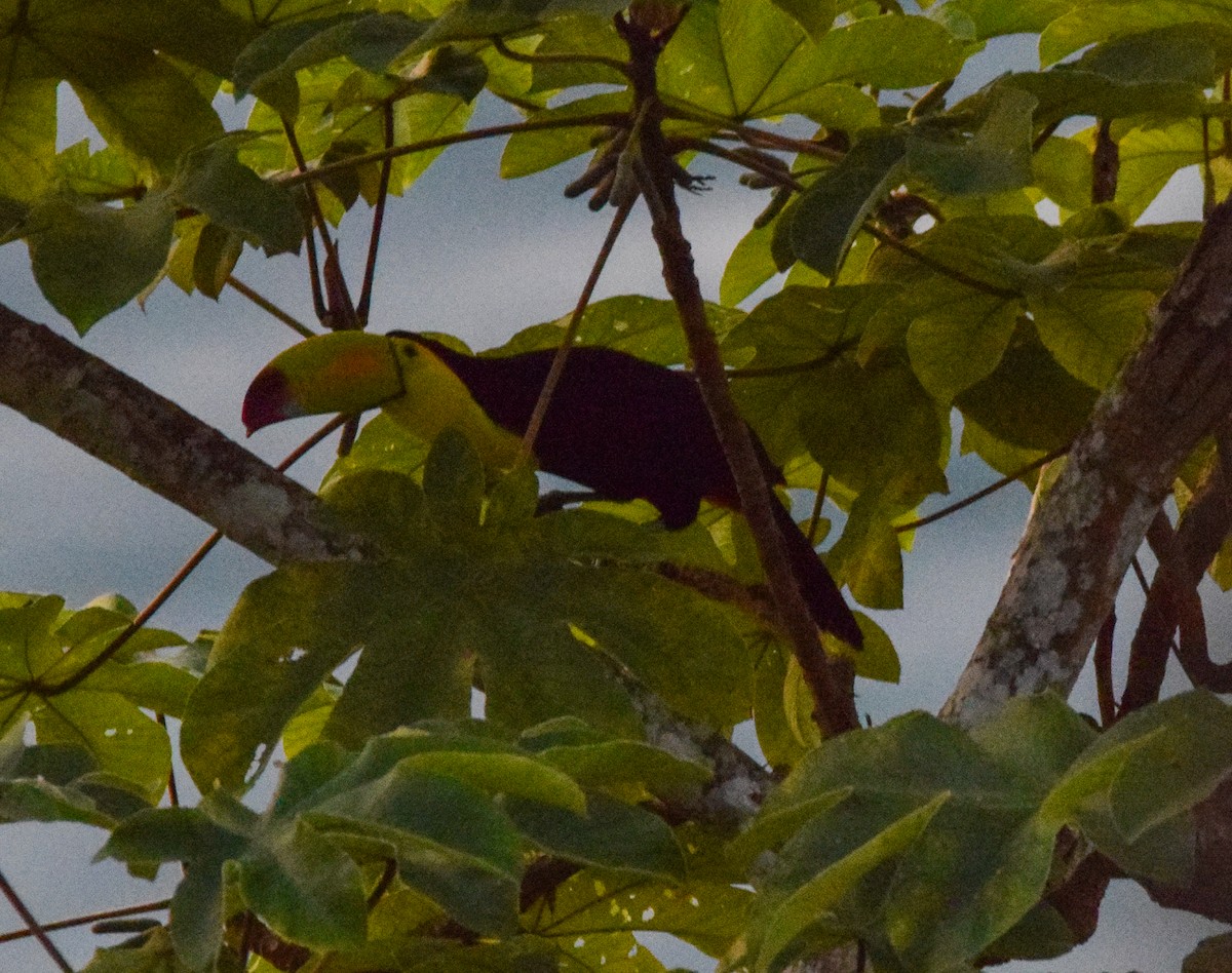 tukan středoamerický - ML647436809