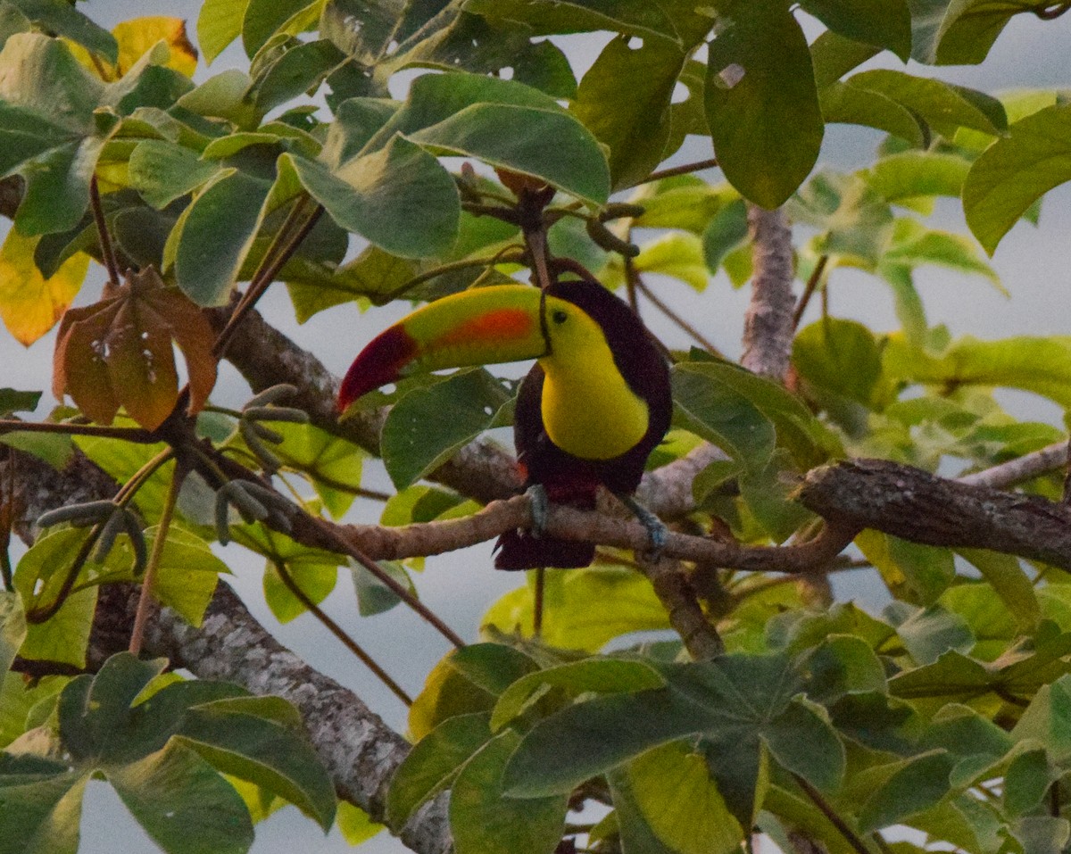 tukan středoamerický - ML647436810