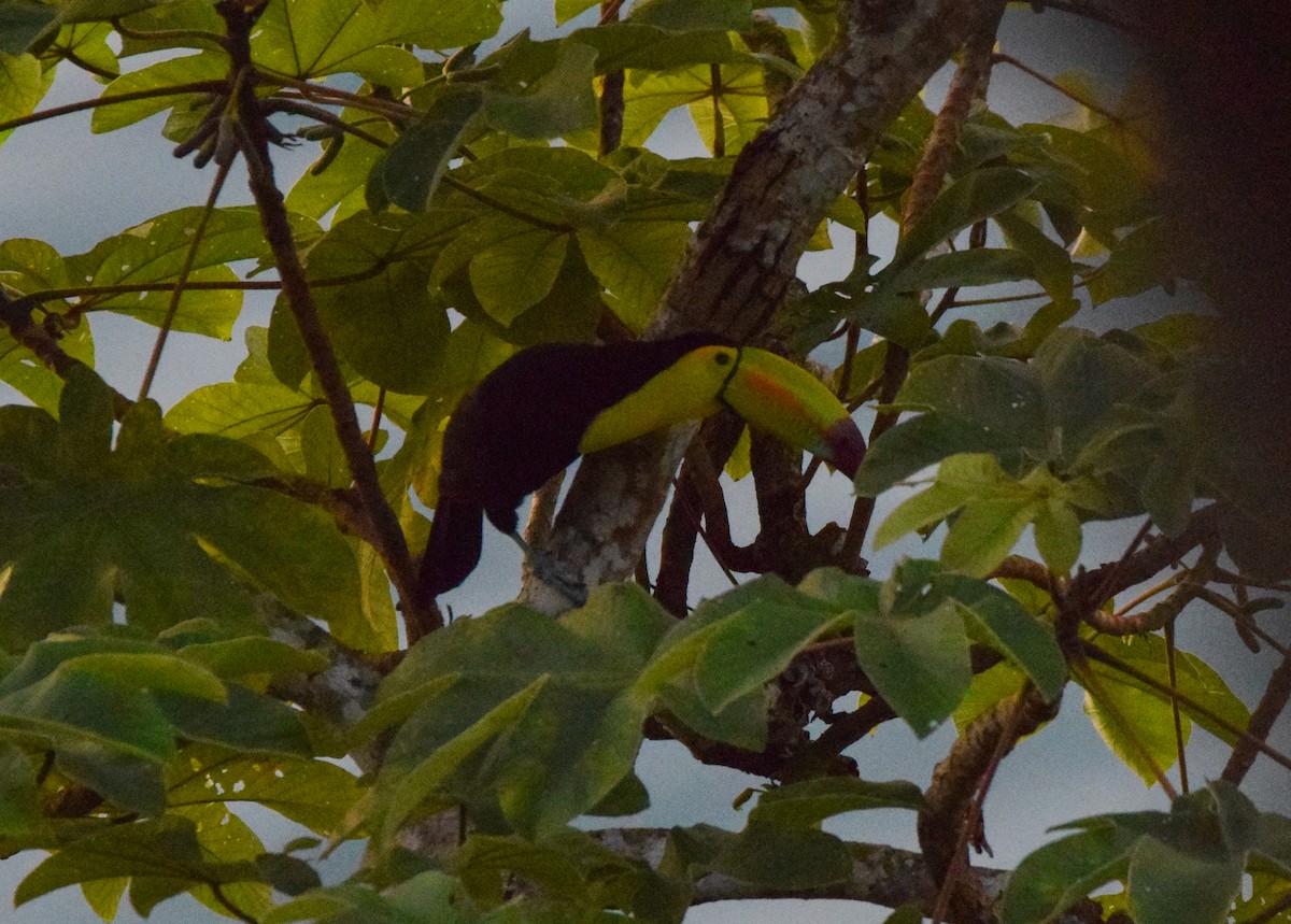 tukan středoamerický - ML647436811