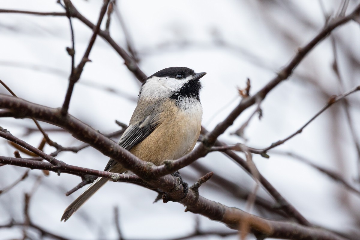 Black-capped Chickadee - ML647436815