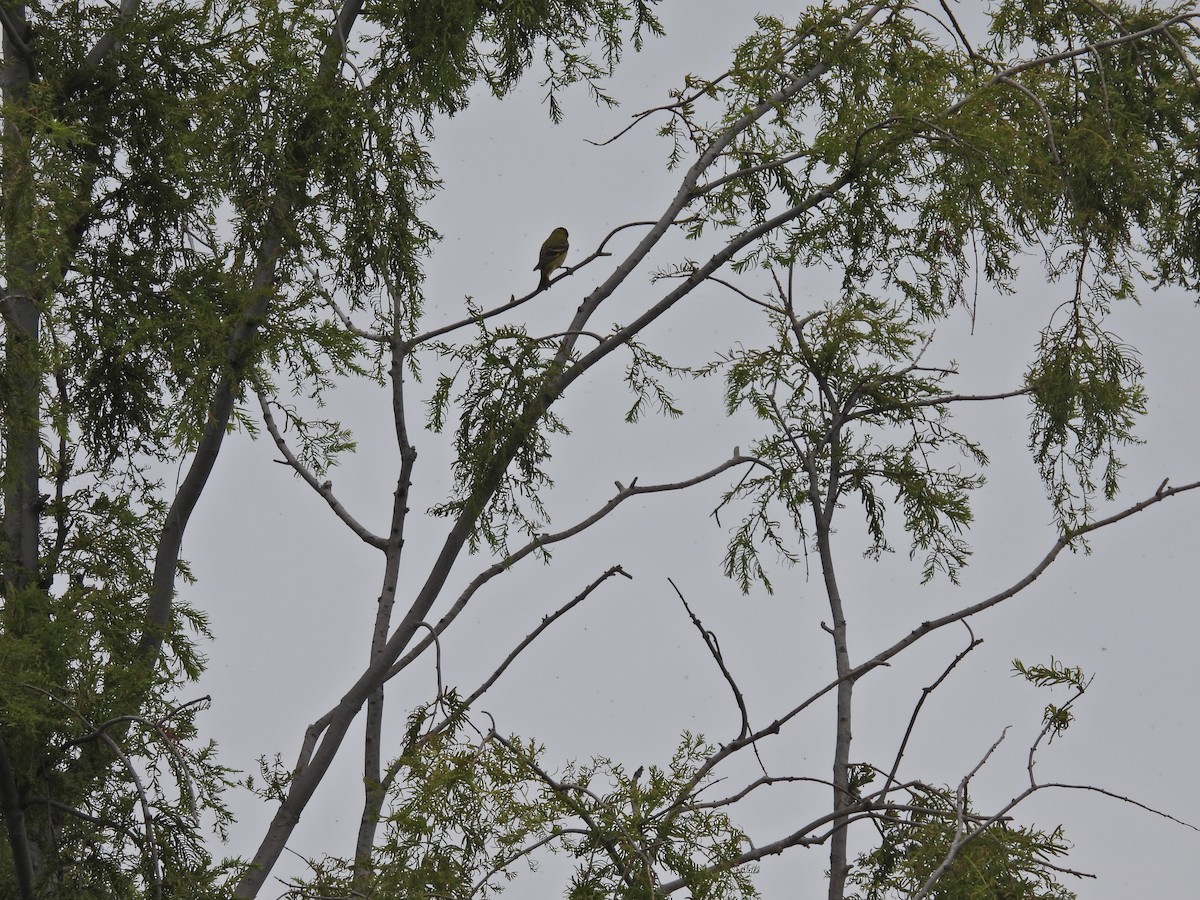 čížek jihoamerický - ML647436821