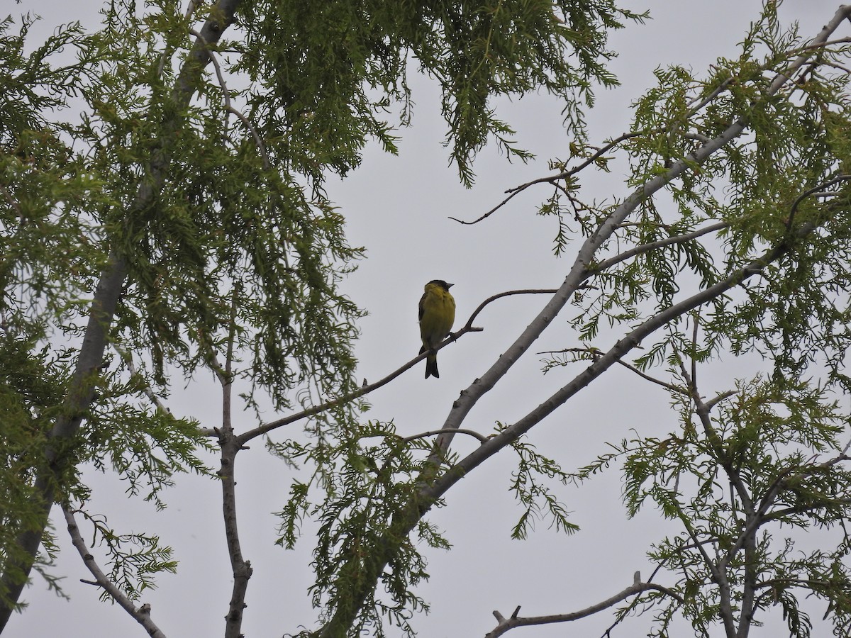 čížek jihoamerický - ML647436822