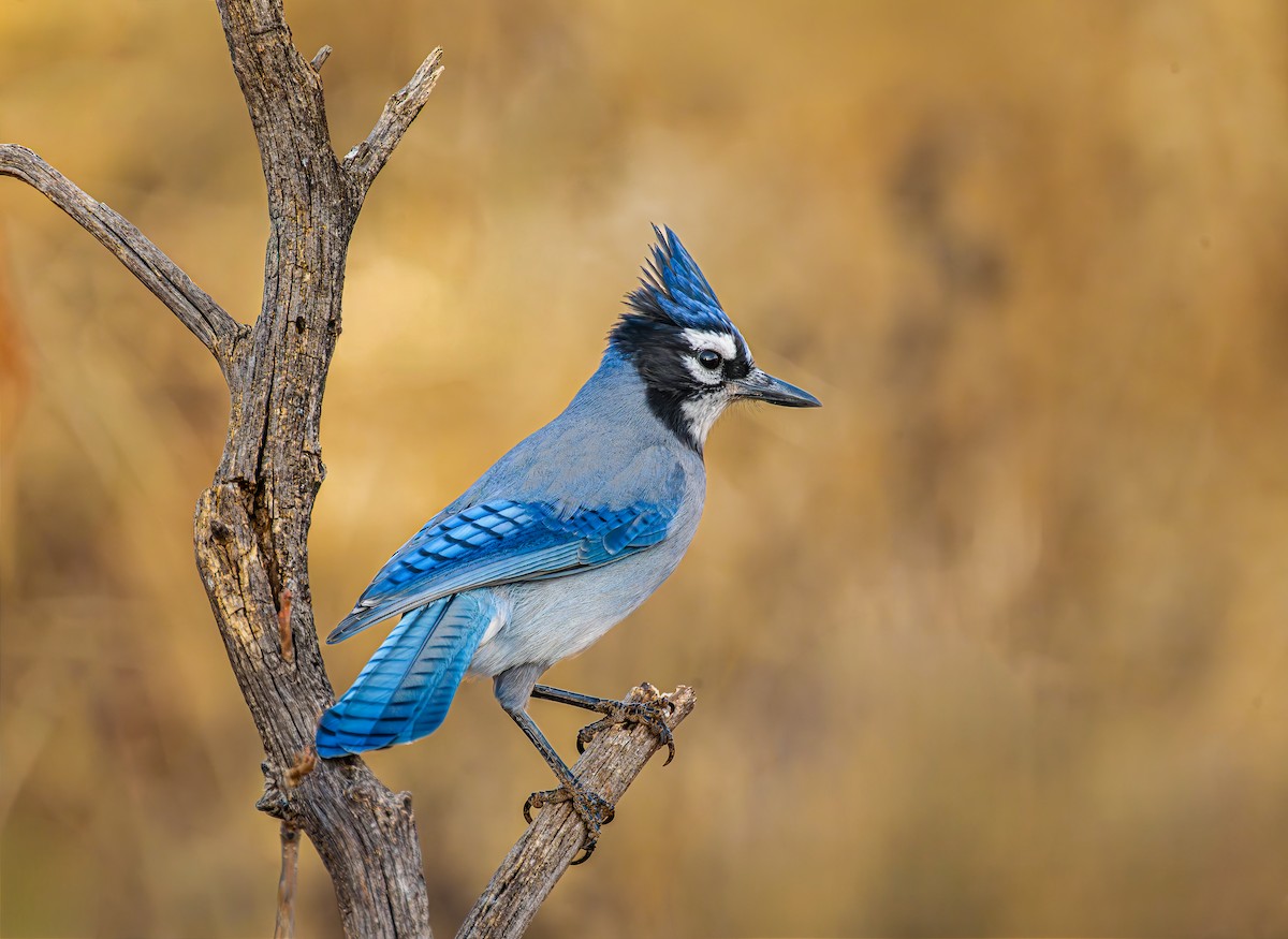 Стеллерова x Голубая сойка (гибрид) - ML647436836