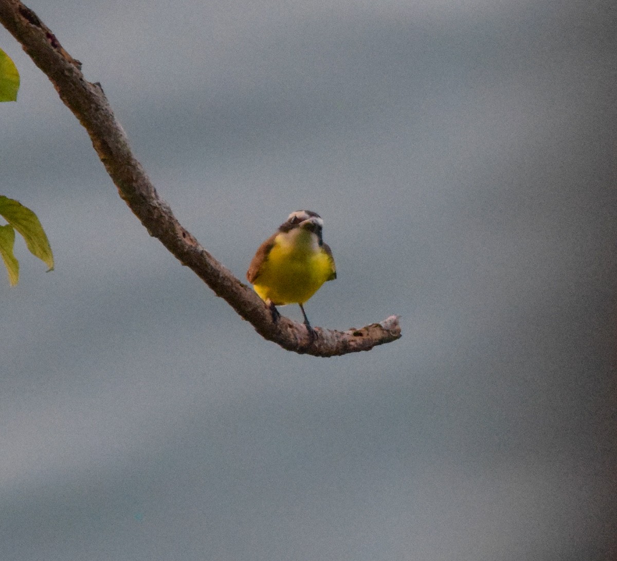 Boat-billed Flycatcher - ML647436847