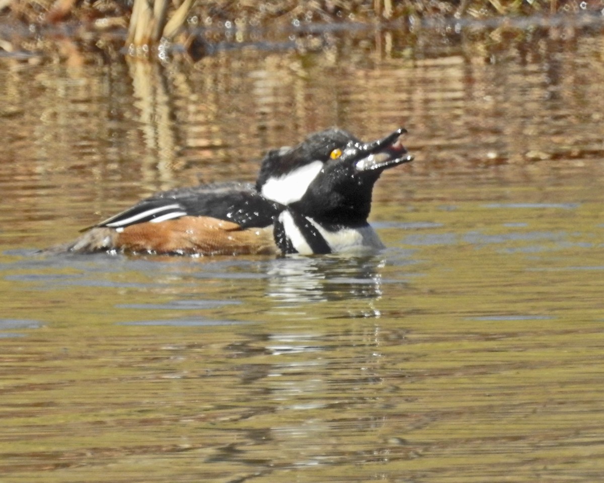 Капюшоновый крохаль - ML647436852