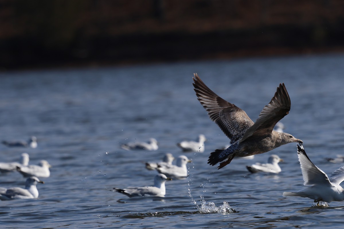 Американская чайка - ML647436860