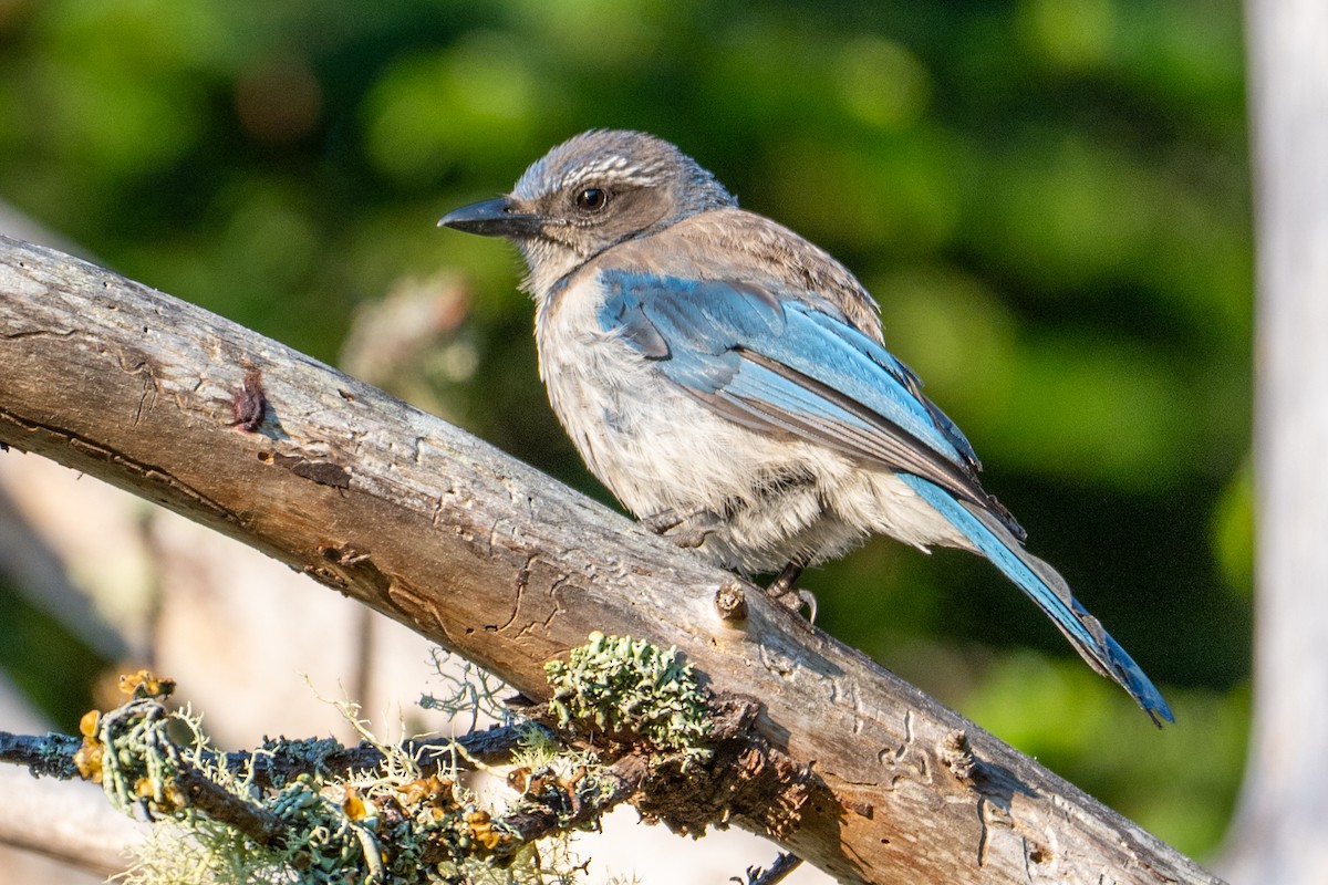 Калифорнийская сойка - ML647436861