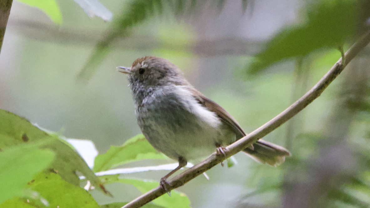 Тасманийская шипоклювка - ML647436862