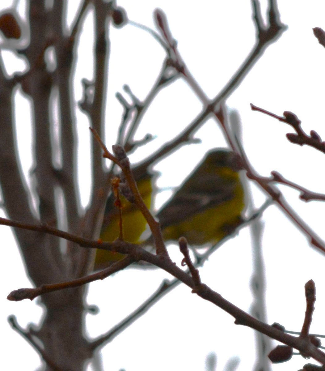 Мексиканский чиж - ML647436864