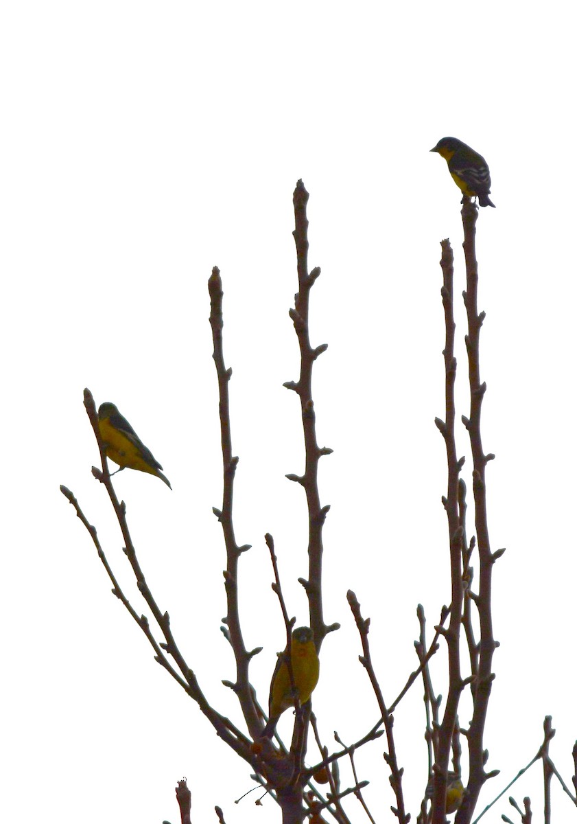 Мексиканский чиж - ML647436865