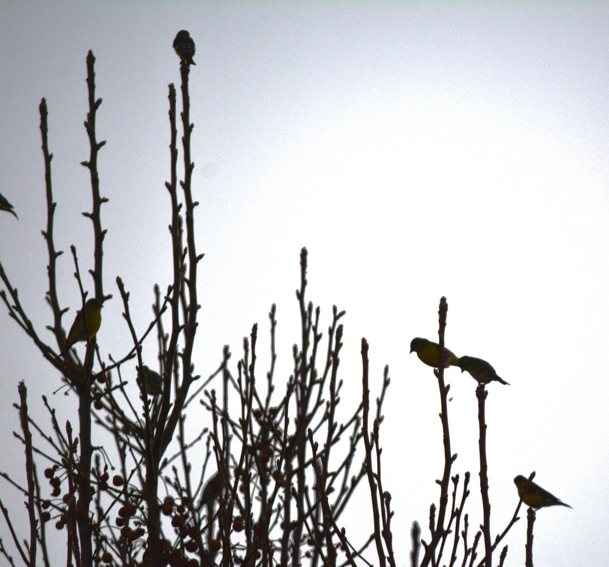 Мексиканский чиж - ML647436866