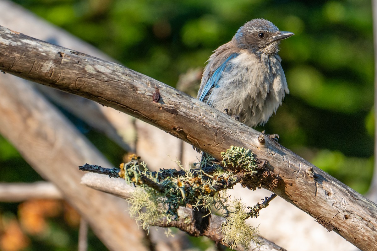 Калифорнийская сойка - ML647436867