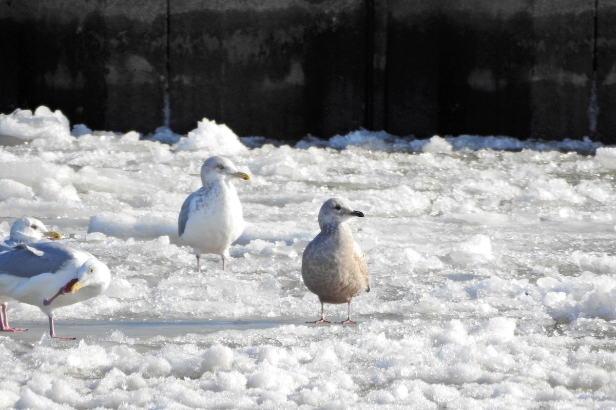 Полярная чайка - ML647436868
