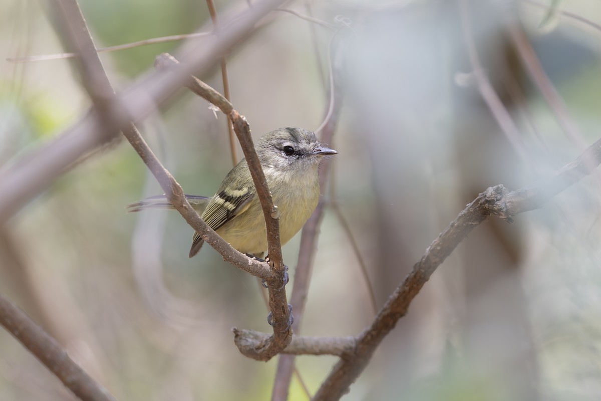 Буроспинный москитеро - ML647436870