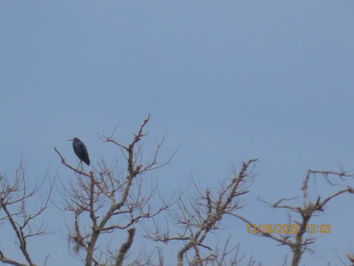 Малая голубая цапля - ML647436872