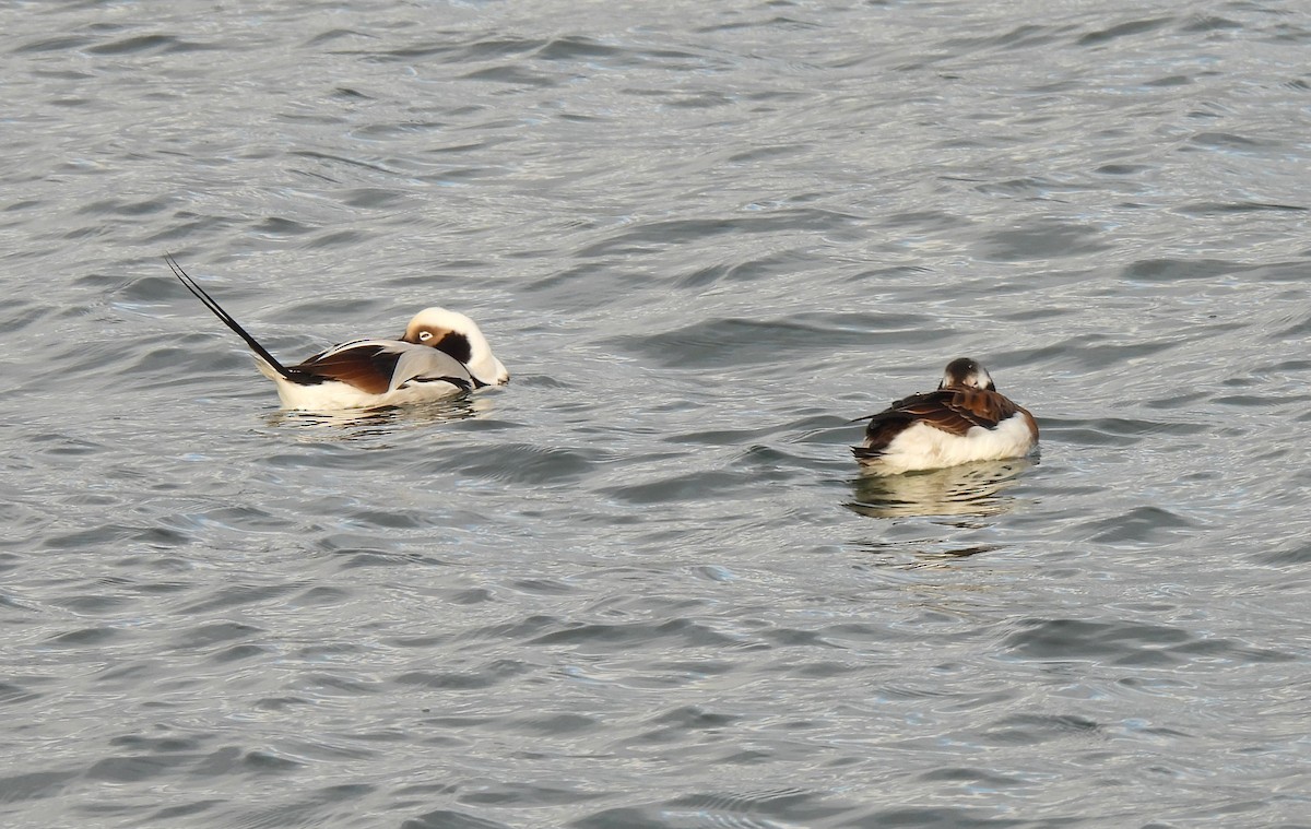 Морянка - ML647436874