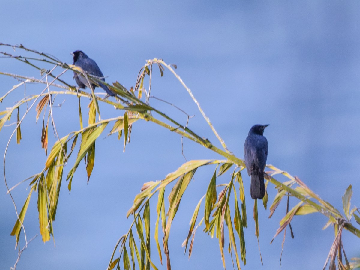 Певчий трупиал - ML647436878