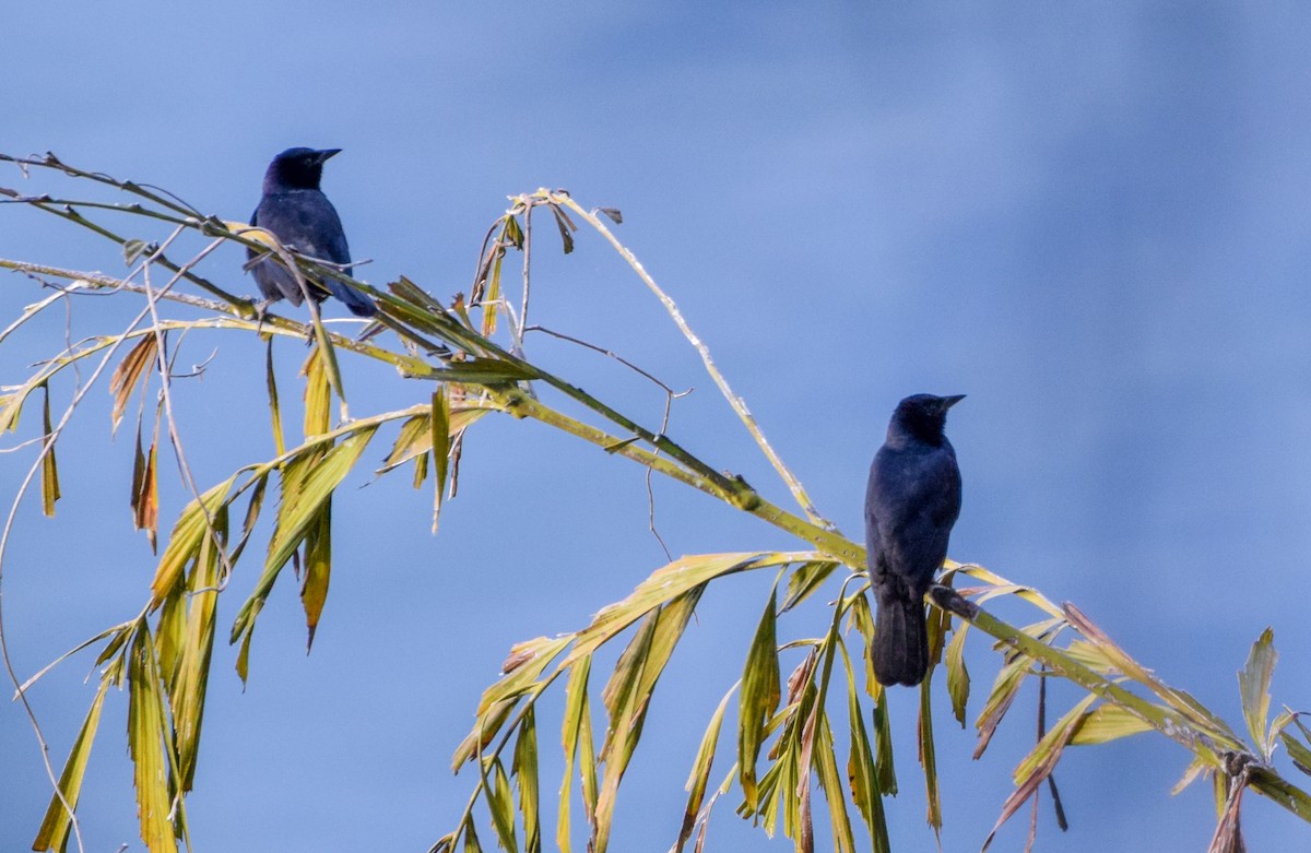 Певчий трупиал - ML647436879