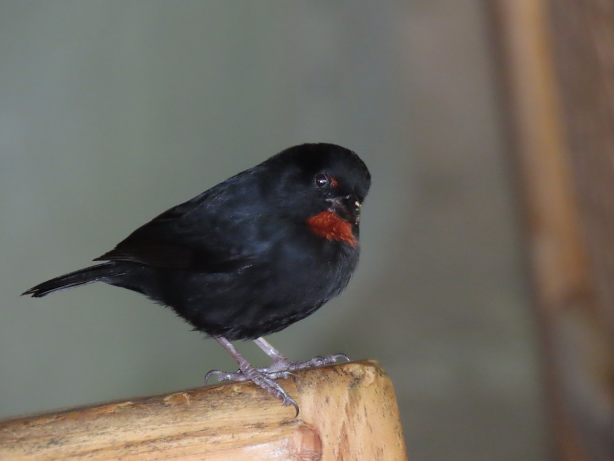 Красногорлый семилеро - ML647436881