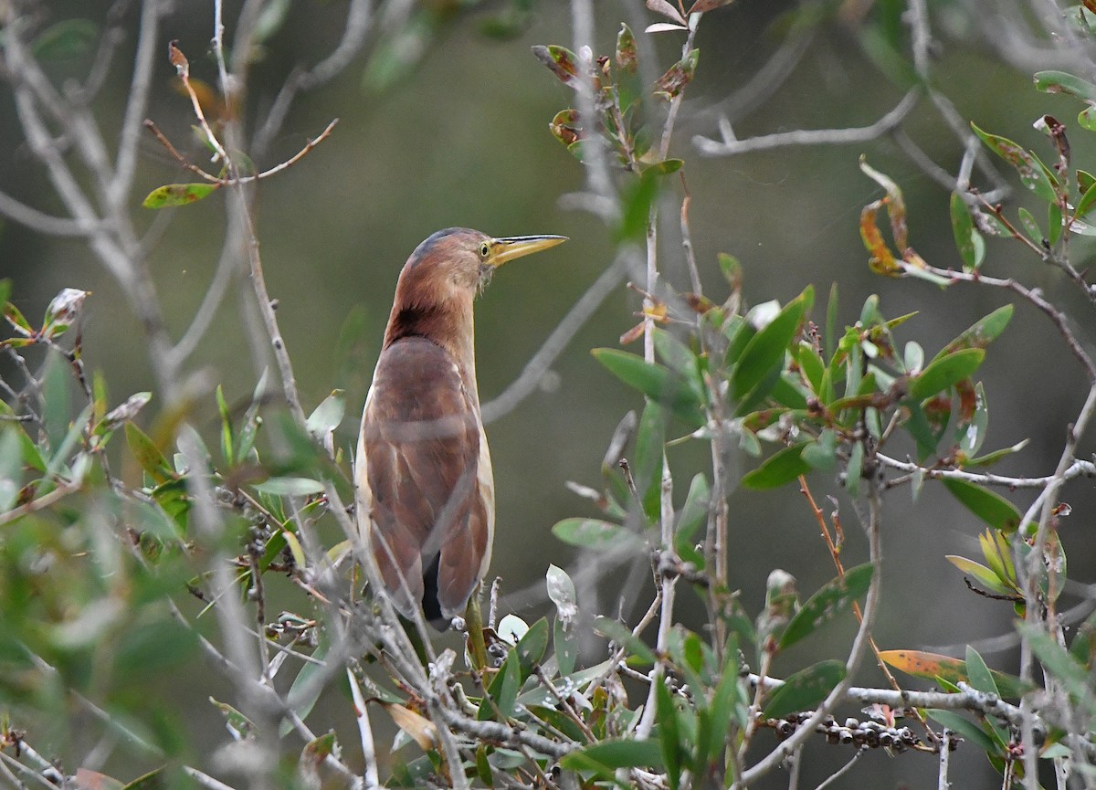 Австралийский волчок - ML647436882