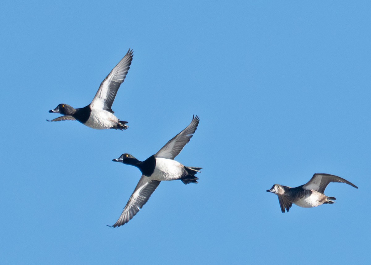 Кольчатая чернеть - ML647436883