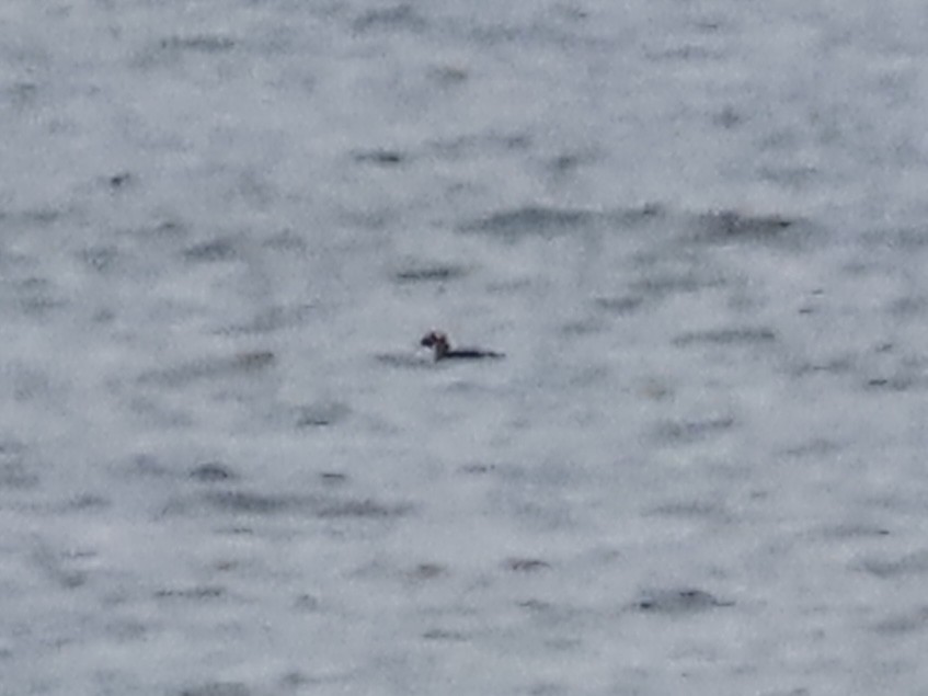 Серощёкая поганка - ML647436887