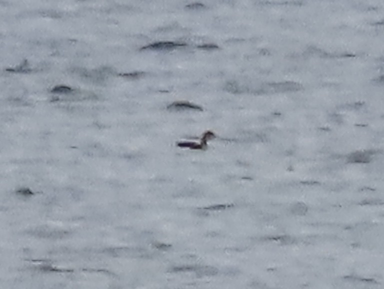 Серощёкая поганка - ML647436888