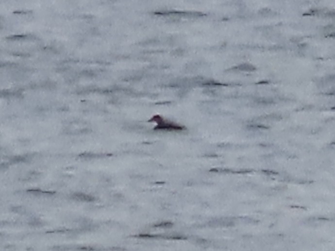 Серощёкая поганка - ML647436889