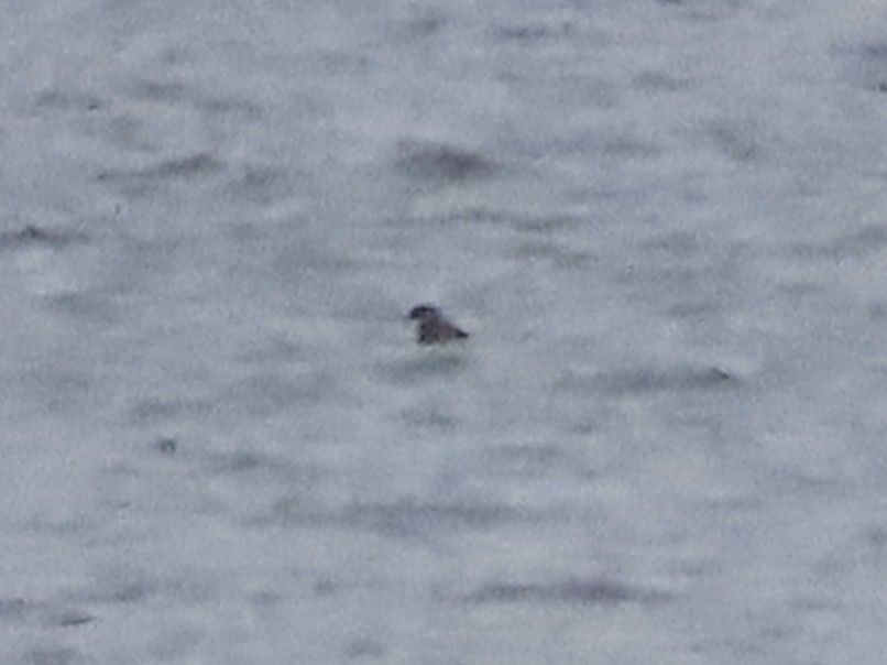 Серощёкая поганка - ML647436890