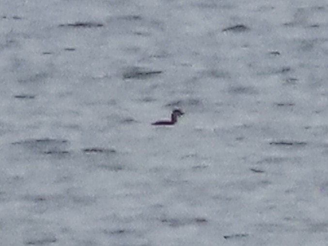 Серощёкая поганка - ML647436891