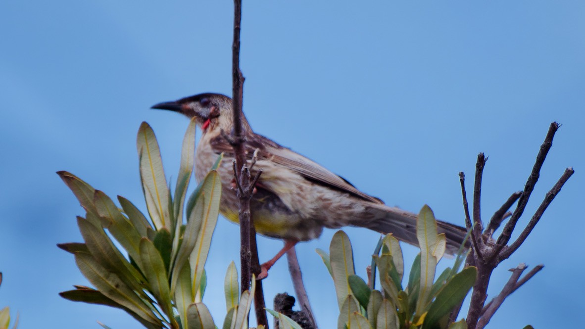 Краснолопастный серёжкоух - ML647436893