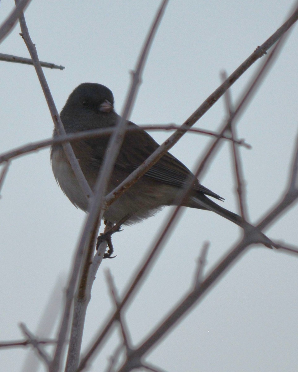 Серый юнко - ML647436895