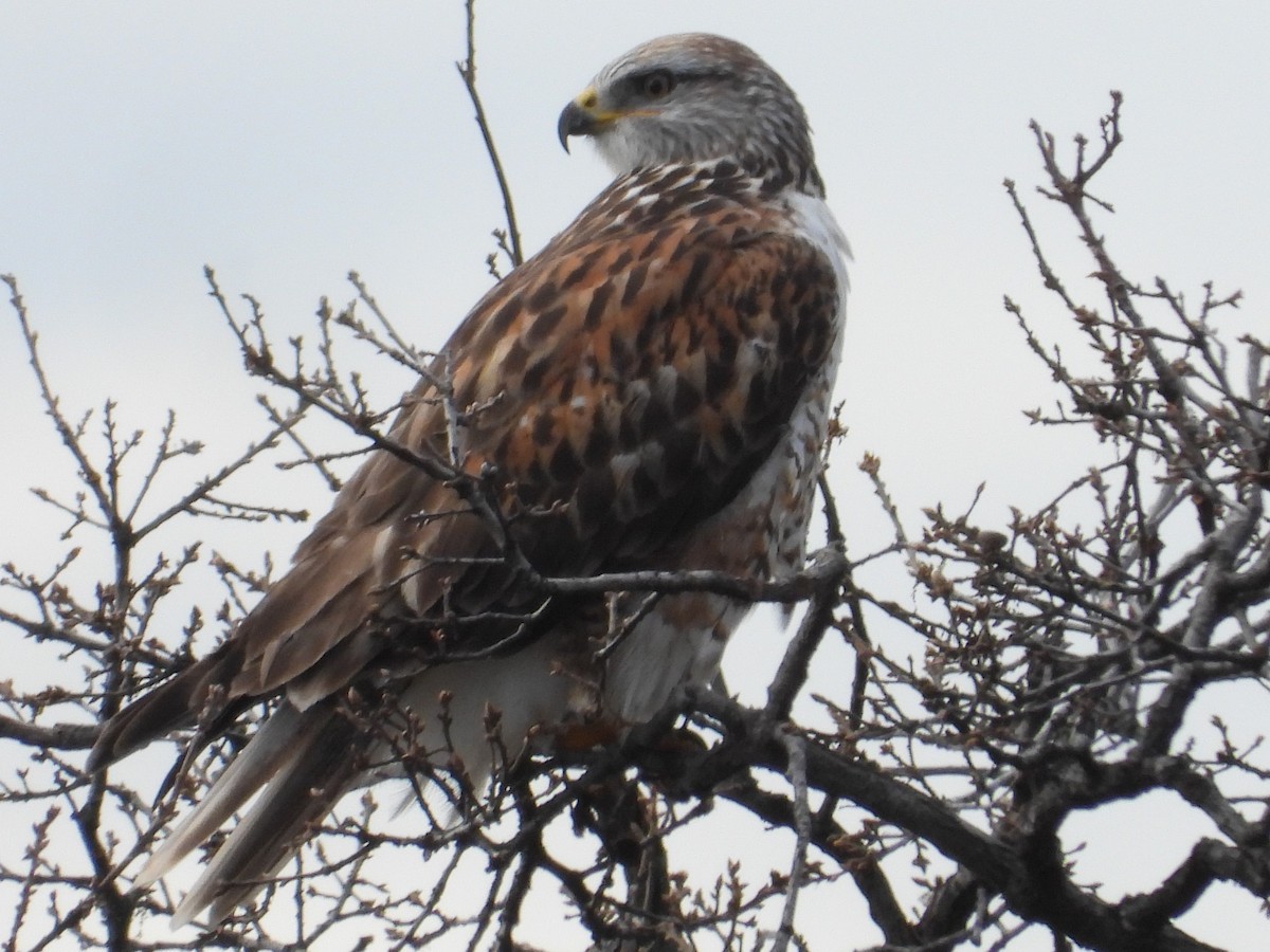 kongevåk - ML647436900