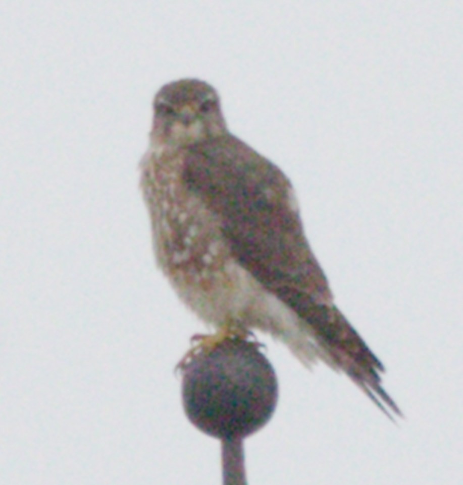 灰背隼 - ML647436911