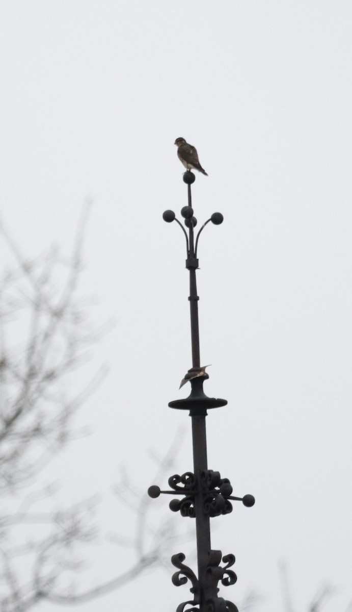 灰背隼 - ML647436912