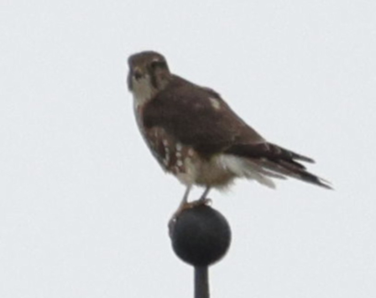 灰背隼 - ML647436913